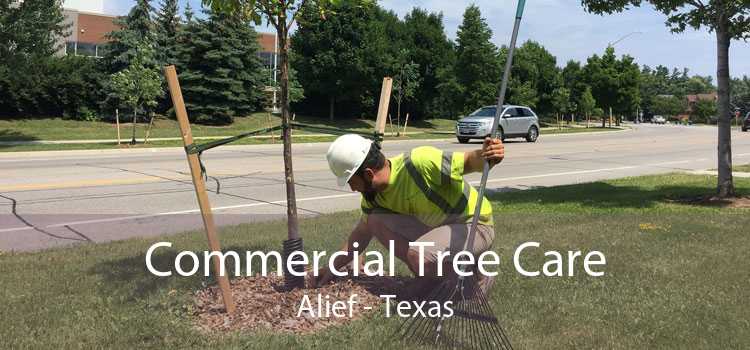 Commercial Tree Care Alief - Texas