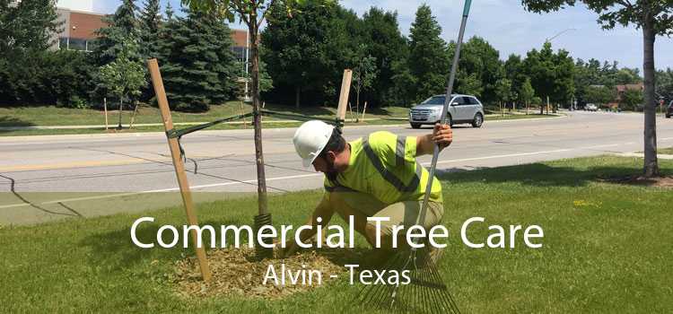 Commercial Tree Care Alvin - Texas