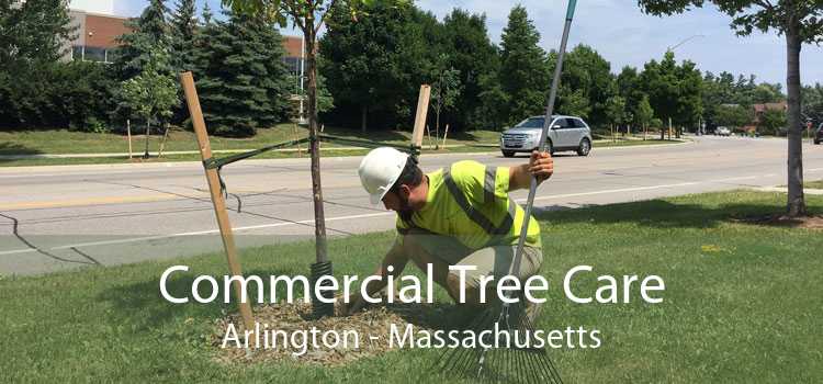 Commercial Tree Care Arlington - Massachusetts