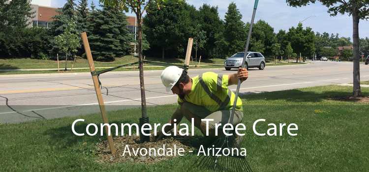 Commercial Tree Care Avondale - Arizona