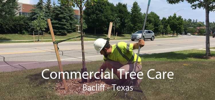 Commercial Tree Care Bacliff - Texas