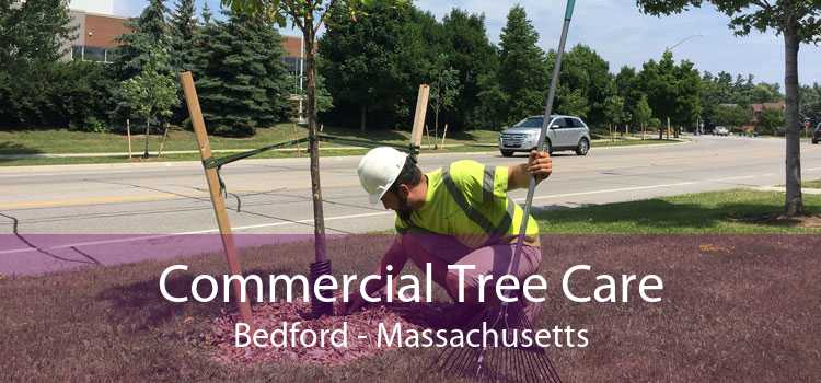 Commercial Tree Care Bedford - Massachusetts