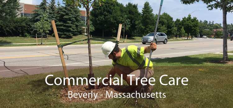 Commercial Tree Care Beverly - Massachusetts