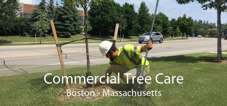 Commercial Tree Care Boston - Massachusetts