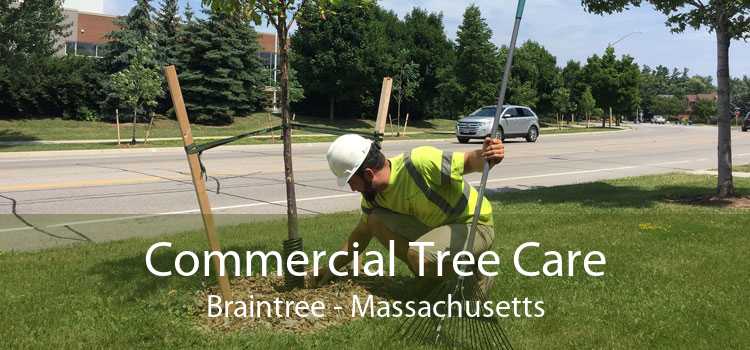 Commercial Tree Care Braintree - Massachusetts