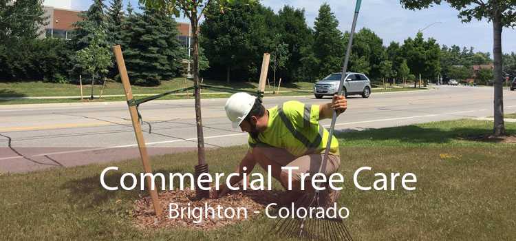 Commercial Tree Care Brighton - Colorado