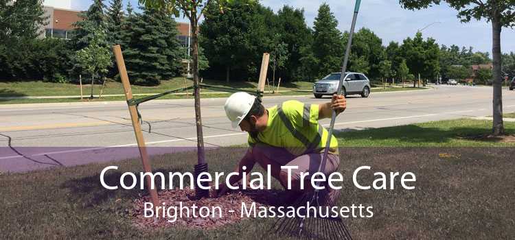 Commercial Tree Care Brighton - Massachusetts