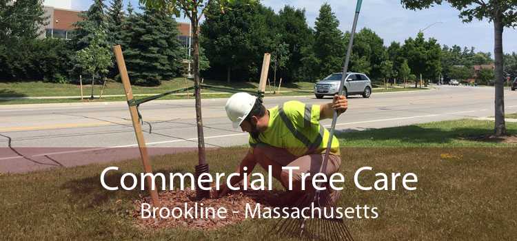 Commercial Tree Care Brookline - Massachusetts