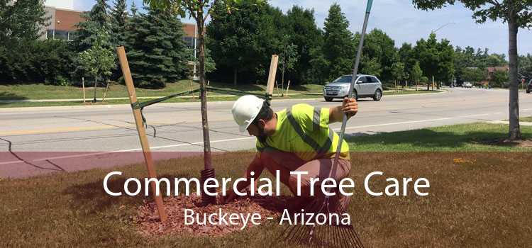 Commercial Tree Care Buckeye - Arizona