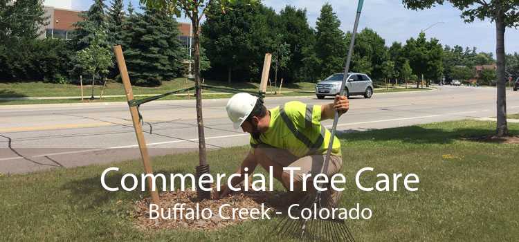 Commercial Tree Care Buffalo Creek - Colorado