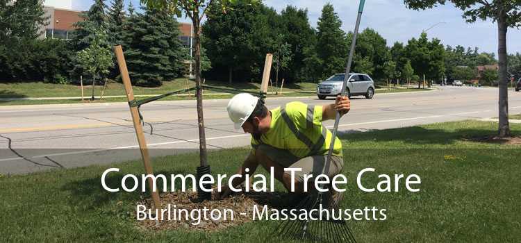 Commercial Tree Care Burlington - Massachusetts