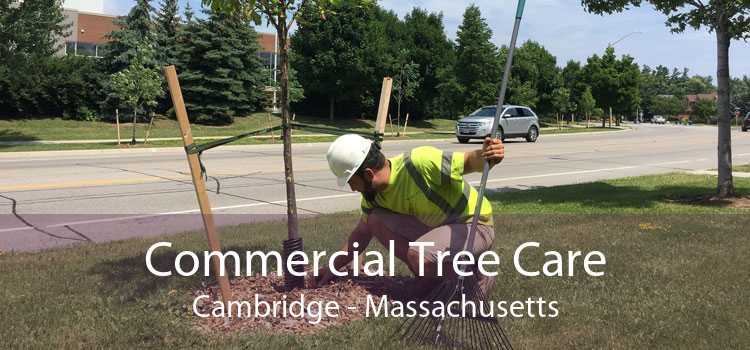 Commercial Tree Care Cambridge - Massachusetts