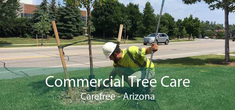 Commercial Tree Care Carefree - Arizona