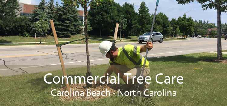 Commercial Tree Care Carolina Beach - North Carolina