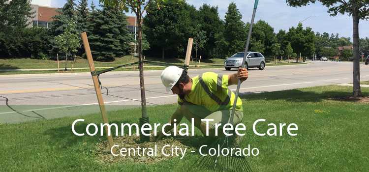 Commercial Tree Care Central City - Colorado