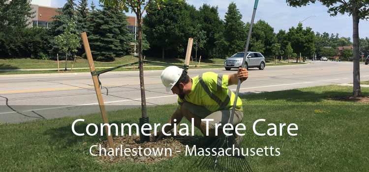 Commercial Tree Care Charlestown - Massachusetts
