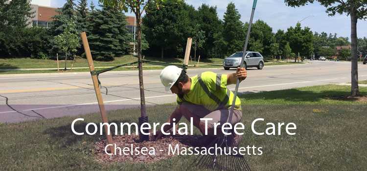 Commercial Tree Care Chelsea - Massachusetts