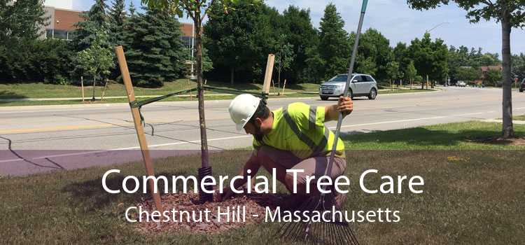 Commercial Tree Care Chestnut Hill - Massachusetts