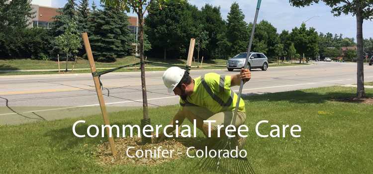Commercial Tree Care Conifer - Colorado