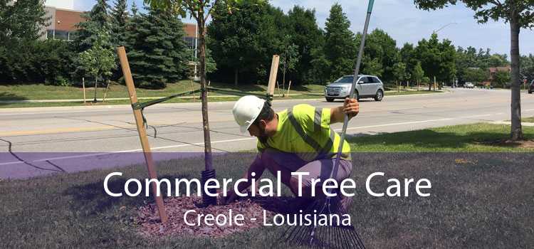 Commercial Tree Care Creole - Louisiana