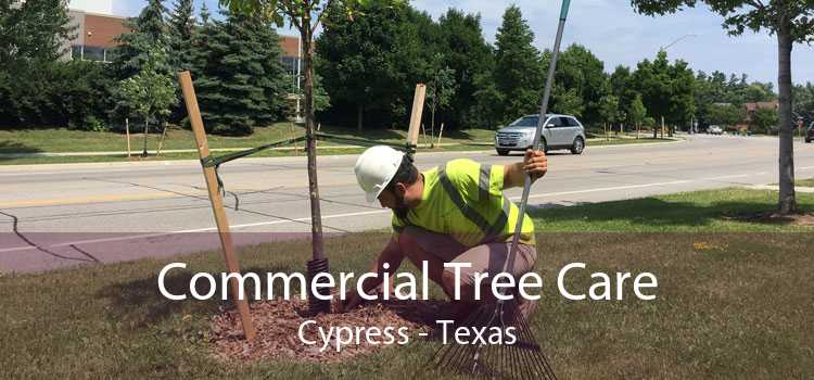 Commercial Tree Care Cypress - Texas
