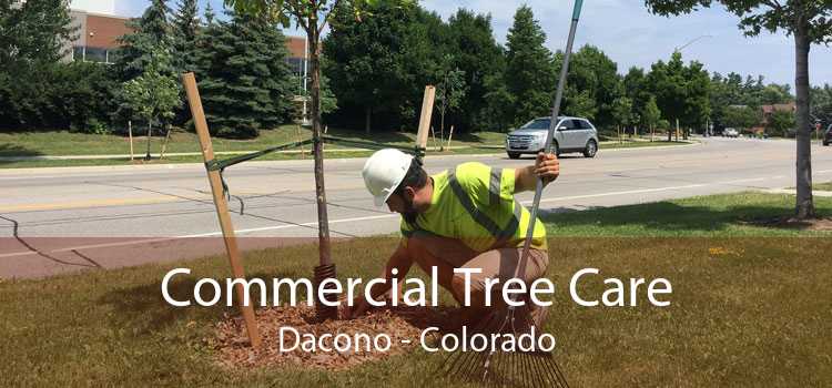 Commercial Tree Care Dacono - Colorado
