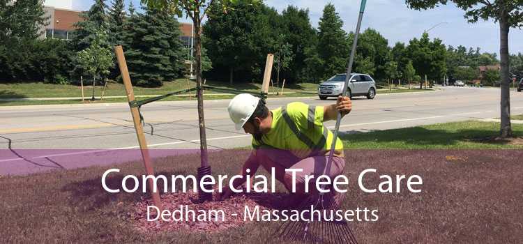 Commercial Tree Care Dedham - Massachusetts
