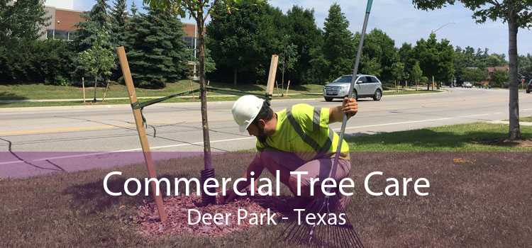 Commercial Tree Care Deer Park - Texas