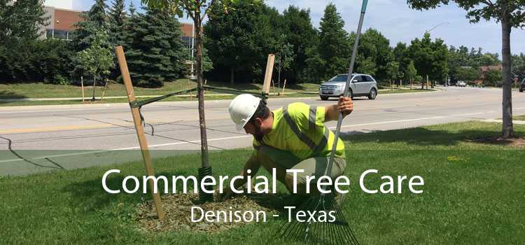 Commercial Tree Care Denison - Texas