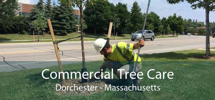 Commercial Tree Care Dorchester - Massachusetts