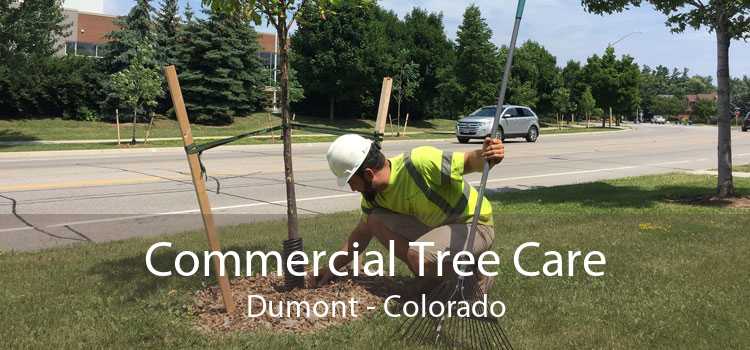 Commercial Tree Care Dumont - Colorado