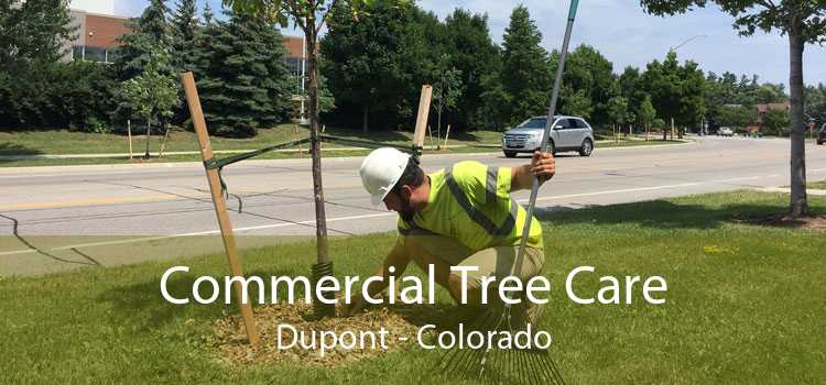 Commercial Tree Care Dupont - Colorado