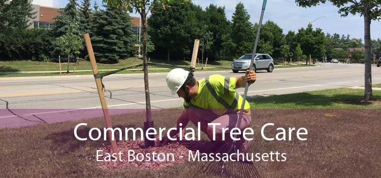 Commercial Tree Care East Boston - Massachusetts