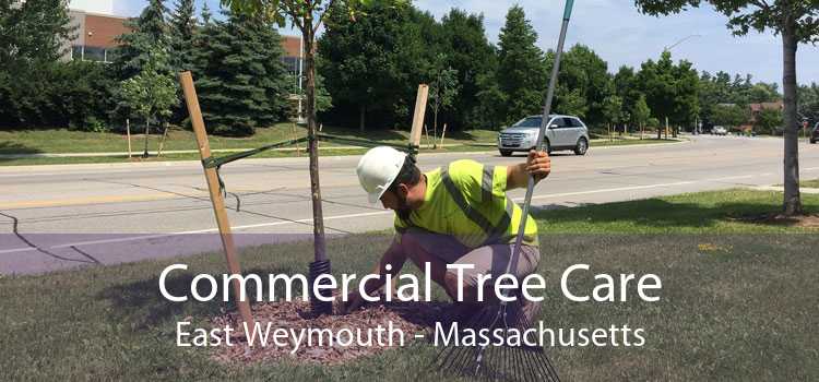 Commercial Tree Care East Weymouth - Massachusetts