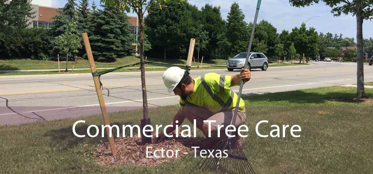 Commercial Tree Care Ector - Texas