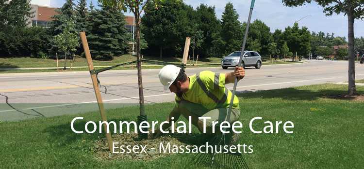 Commercial Tree Care Essex - Massachusetts