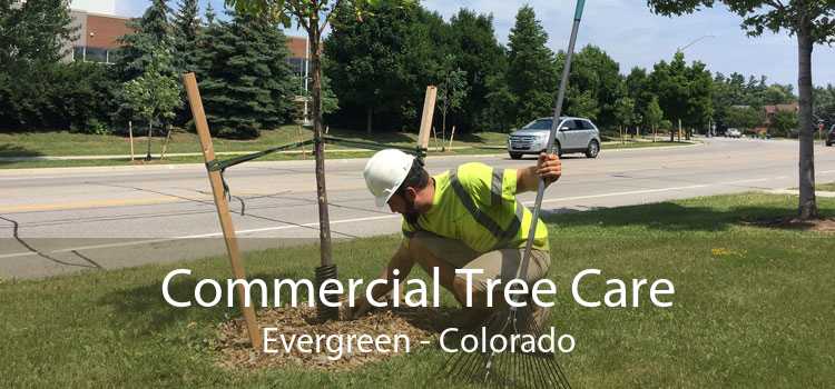 Commercial Tree Care Evergreen - Colorado