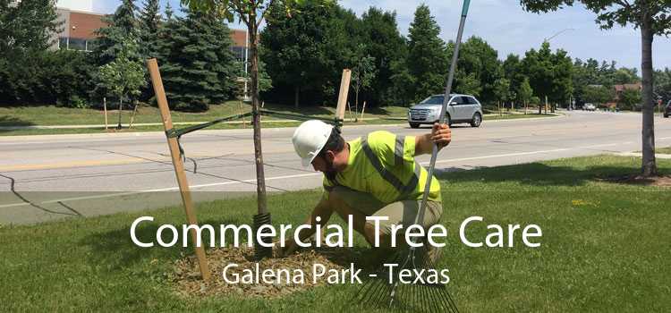 Commercial Tree Care Galena Park - Texas