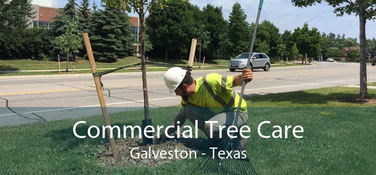Commercial Tree Care Galveston - Texas