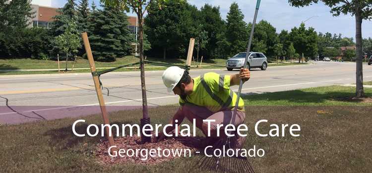 Commercial Tree Care Georgetown - Colorado