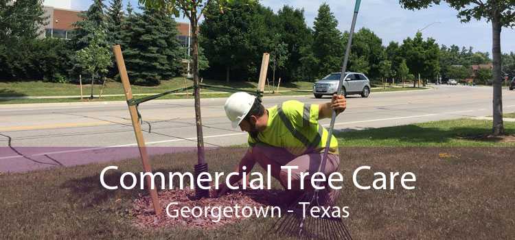 Commercial Tree Care Georgetown - Texas