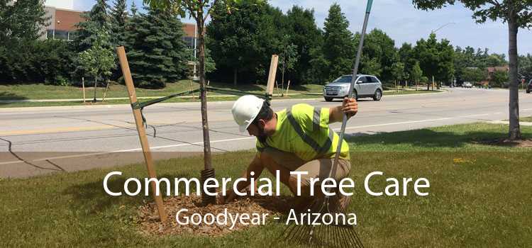 Commercial Tree Care Goodyear - Arizona