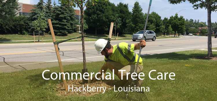 Commercial Tree Care Hackberry - Louisiana