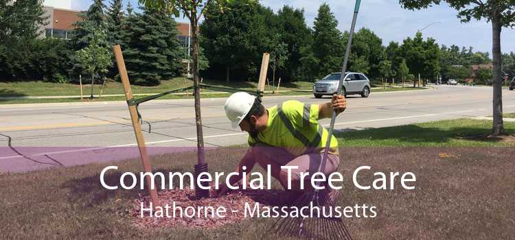 Commercial Tree Care Hathorne - Massachusetts