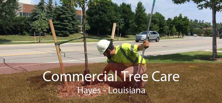 Commercial Tree Care Hayes - Louisiana
