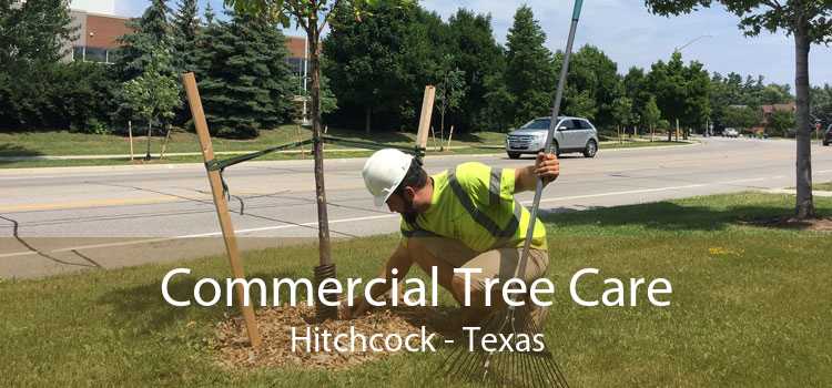 Commercial Tree Care Hitchcock - Texas