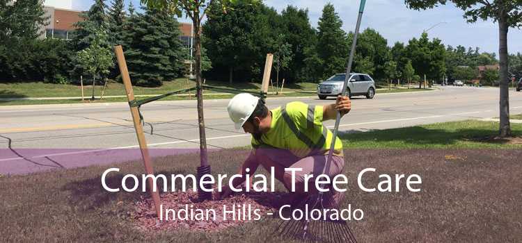 Commercial Tree Care Indian Hills - Colorado