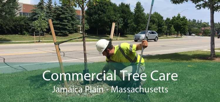 Commercial Tree Care Jamaica Plain - Massachusetts