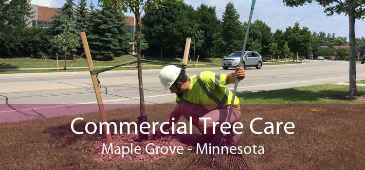 Commercial Tree Care Maple Grove - Minnesota