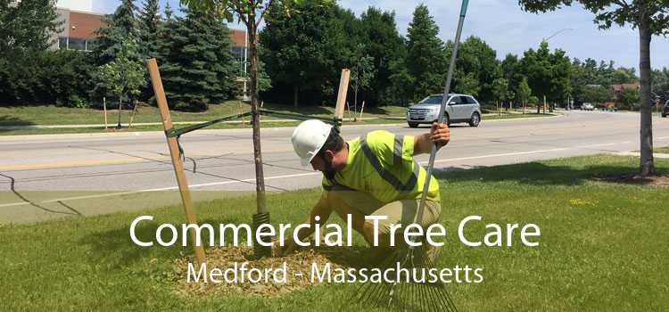 Commercial Tree Care Medford - Massachusetts